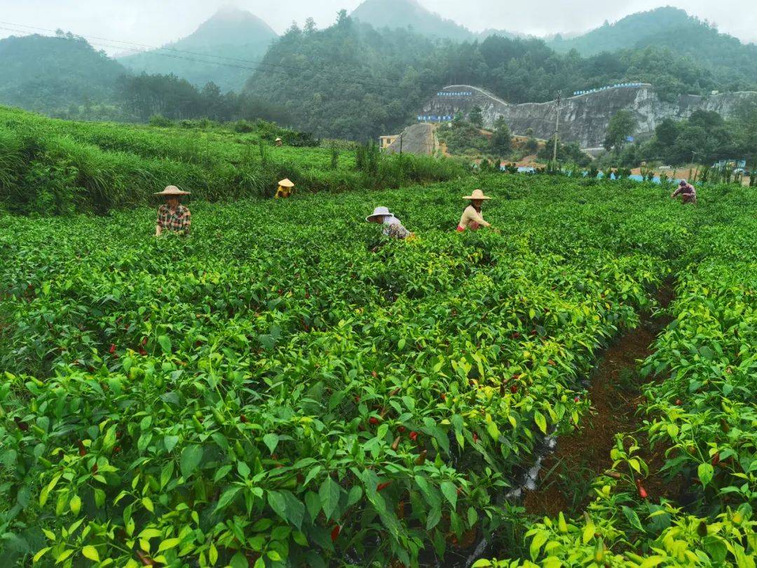 广西辣椒种植面积图片