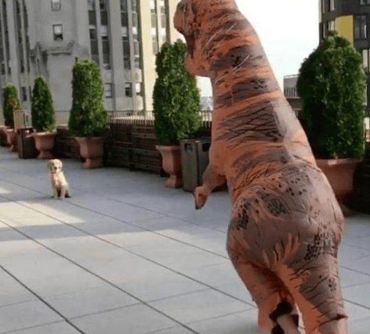 主人扮恐龙吓金毛,结果没把网友给笑喷了_bucky_狗狗_奇特