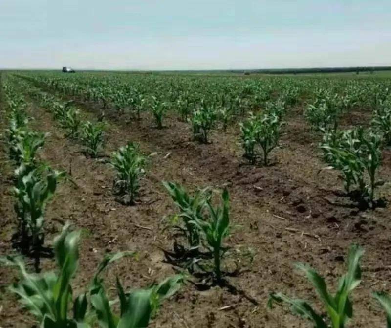 玉米大垄双行品字形摆放种植技术增产原理_株数_粮质_增加了