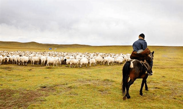 狼难道不会攻击狗屁股?