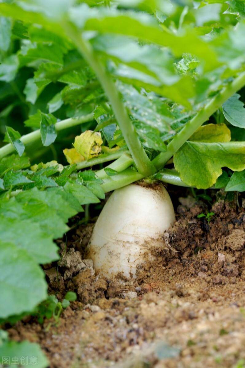 春季这样种植萝卜能高产,方法也简单_进行_时候_根部