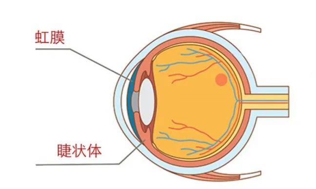 虹膜和睫状体解剖图图片