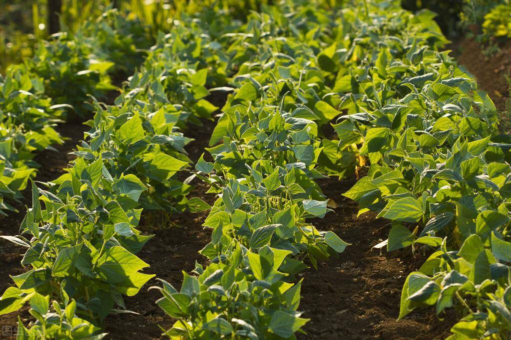 绿豆高产的种植方法是什么_产量_面积_进行