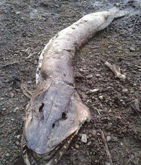 人们说的水猴子到底是什么?游泳时会拉人下去!