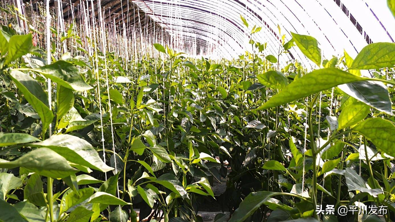 果蔬飘香春满园-平川区打造特色种植业助力乡村振兴_西红柿_种植户