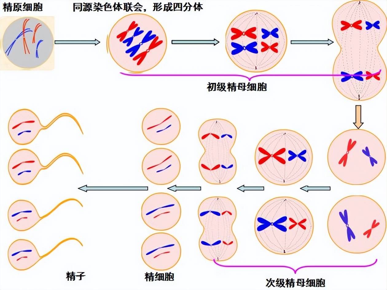 我国科学家最新成果破解其中关键谜题_细胞核_过程_染色体