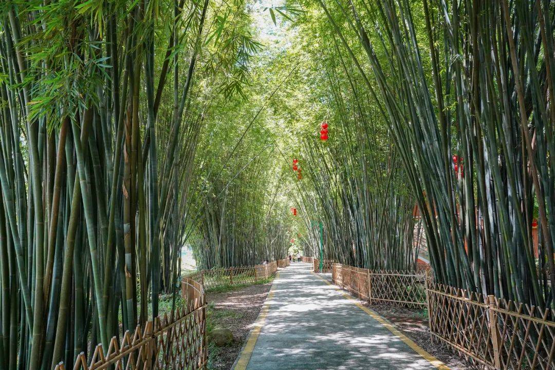 广宁县有一片万亩竹海,可露营游船,是亲子避暑好去处_绥江_竹林_游人