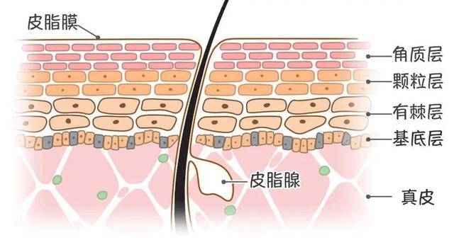 皮肤的结构分为哪几层？皮肤结构的作用分别是什么？贝颜美容专家科普