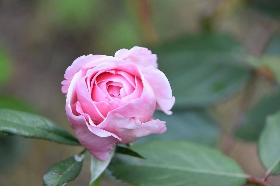 星座运势8月13日 巨蟹举步维艰 狮子较为低迷 天蝎运势严峻 生活 人际关系 工作