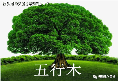 五行缺木表現在我們的五行屬性上,木一般主仁,是體現我們的健康運勢的