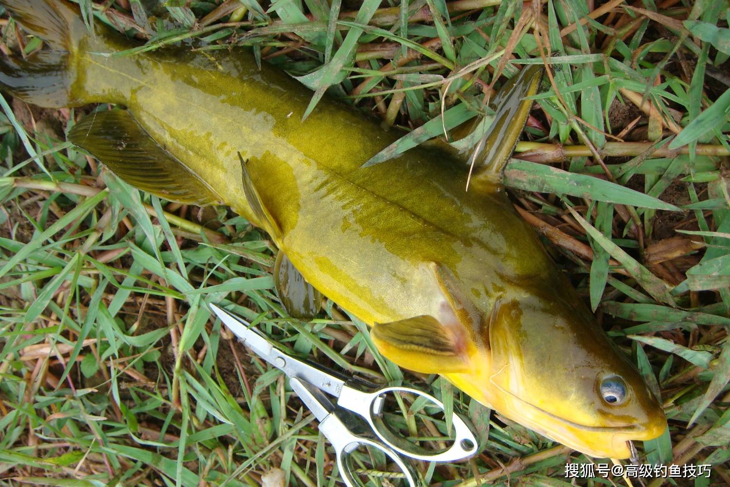 嘎鱼的4个特殊习性 掌握了这几点 秋季钓嘎鱼连竿 淡水鱼 效果 白天
