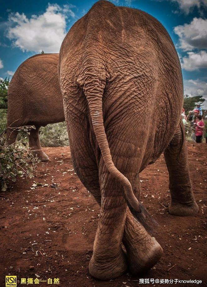 自然界哪些动物会放屁?什么动物的屁最可怕?_甲烷_气体_物质