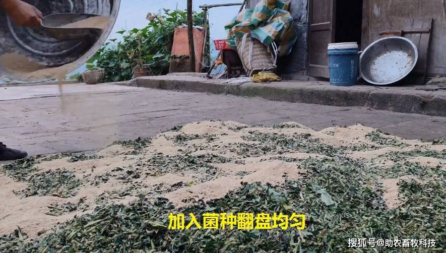 母猪,