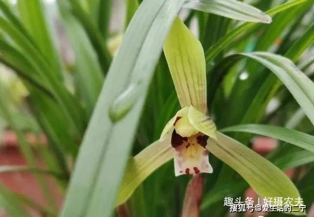 看看这几棵春兰,就明白了_叶片_兰花_开花