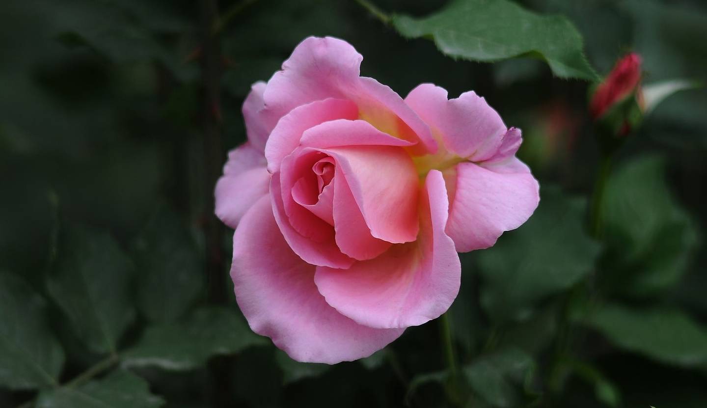 家有此3个时辰出生的孩子,是财神爷转世,能够出人头地,旺家族_父母