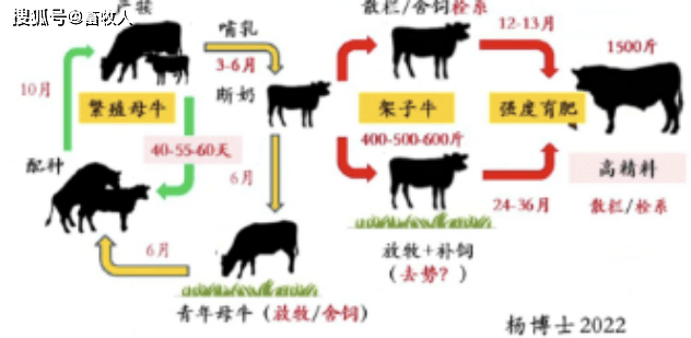 【笔记】杨红建教授:肉牛繁育实用程序配料技术_母牛_繁殖_营养学
