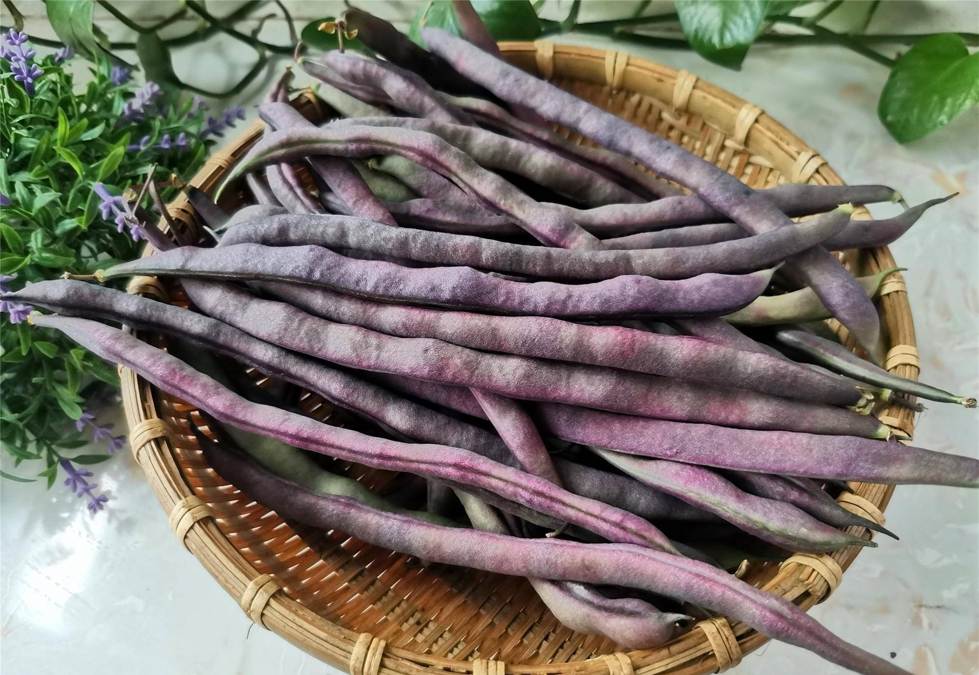 【紫袍豆角】表皮带有紫色花纹,炖熟后,紫色花纹会消失,变成绿色,鲜嫩