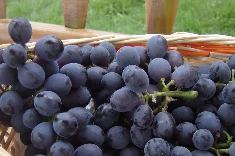有名气的14种新疆葡萄，鲜似玛瑙，皮薄肉厚多汁，学会再买不吃亏