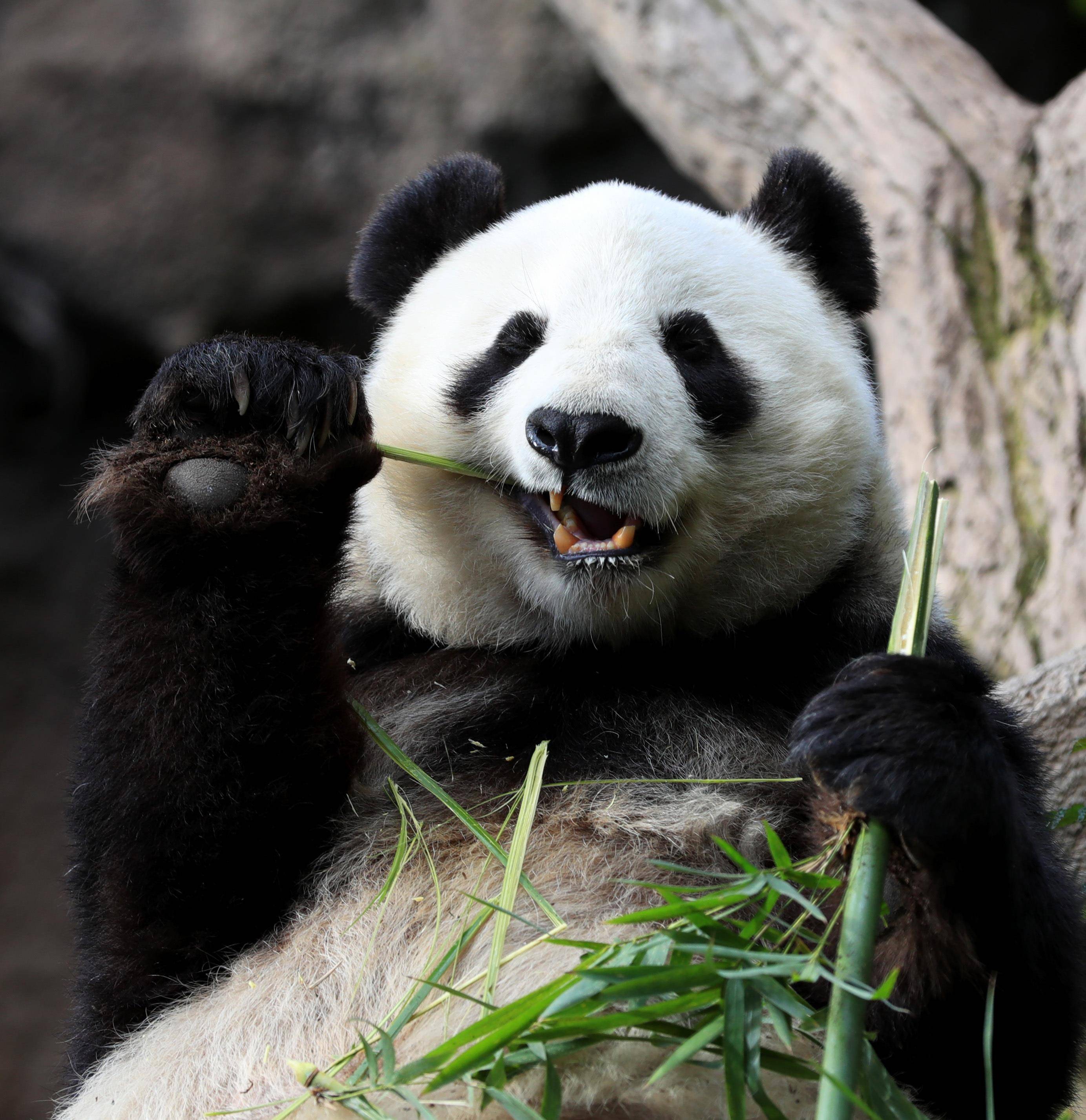 2014年,云南一对兄弟为给羊报仇怒杀大熊猫,后来下场如何?