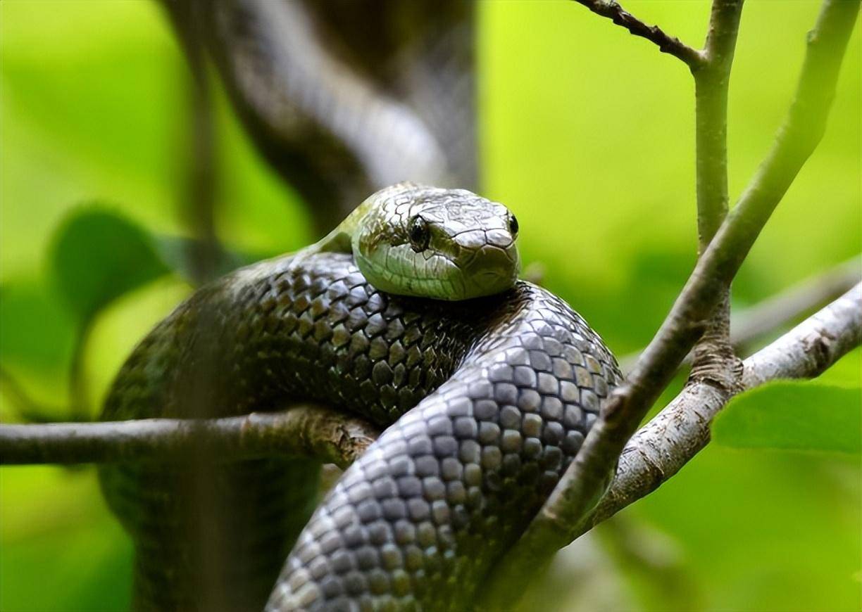 新疆大鵟,黑曼巴蛇,十轮血拼_毒液_毒蛇_体长