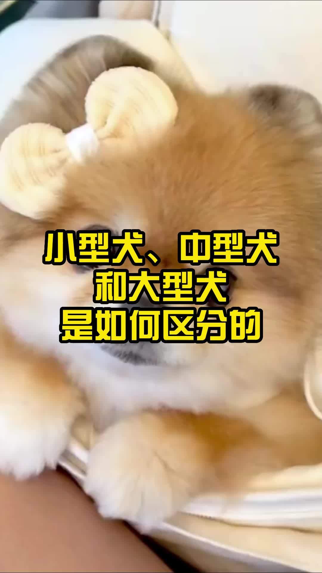 小型犬 中型犬和大型犬是如何区分的 中型