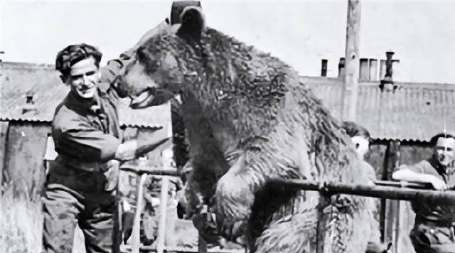 “泰克”二战唯一一只“熊大兵”，会抽烟喝酒逮特务，还能帮助搬运炮弹