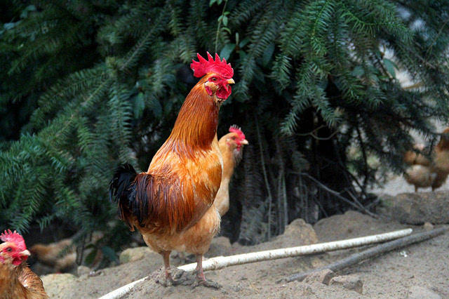 着鸡的年龄长久,脚蹬子越长鸡的年龄就越久,达龙蹬爪长,长蹬爪,长飞爪