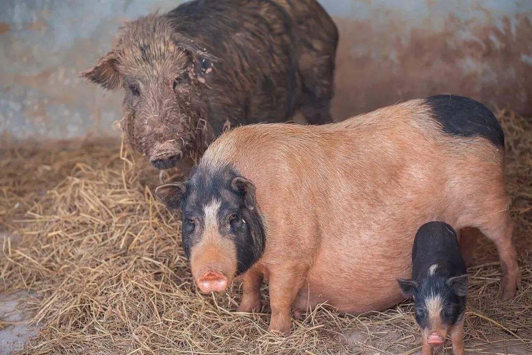 母猪脱宫的治疗方法,养殖母猪要赶紧收藏学习!_子宫_问题_饲料