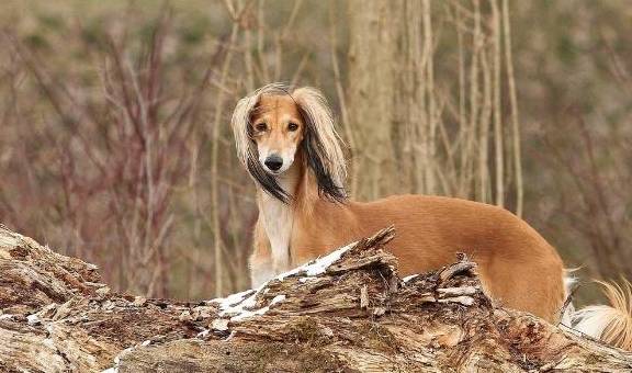 被誉为犬中苍鹰,与猎鹰制造出完美的配合_路基_猎犬_速度