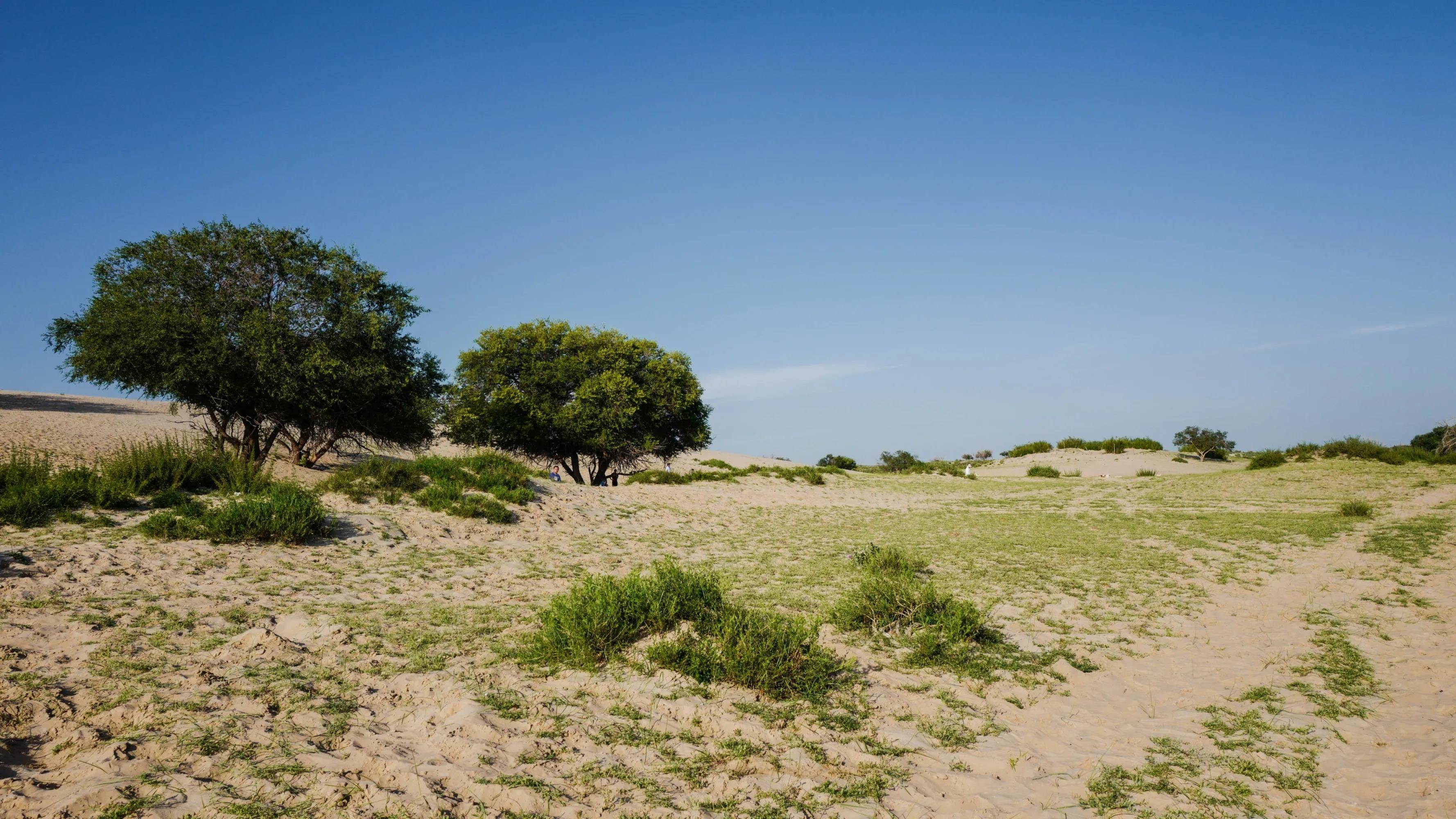 强行在沙漠边缘,草原植树造林,反而会使地下水越来越透支吗?