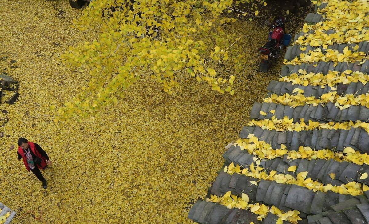 桂林除了海洋乡,不远还有两个著名银杏村_秋色_桐子_周边