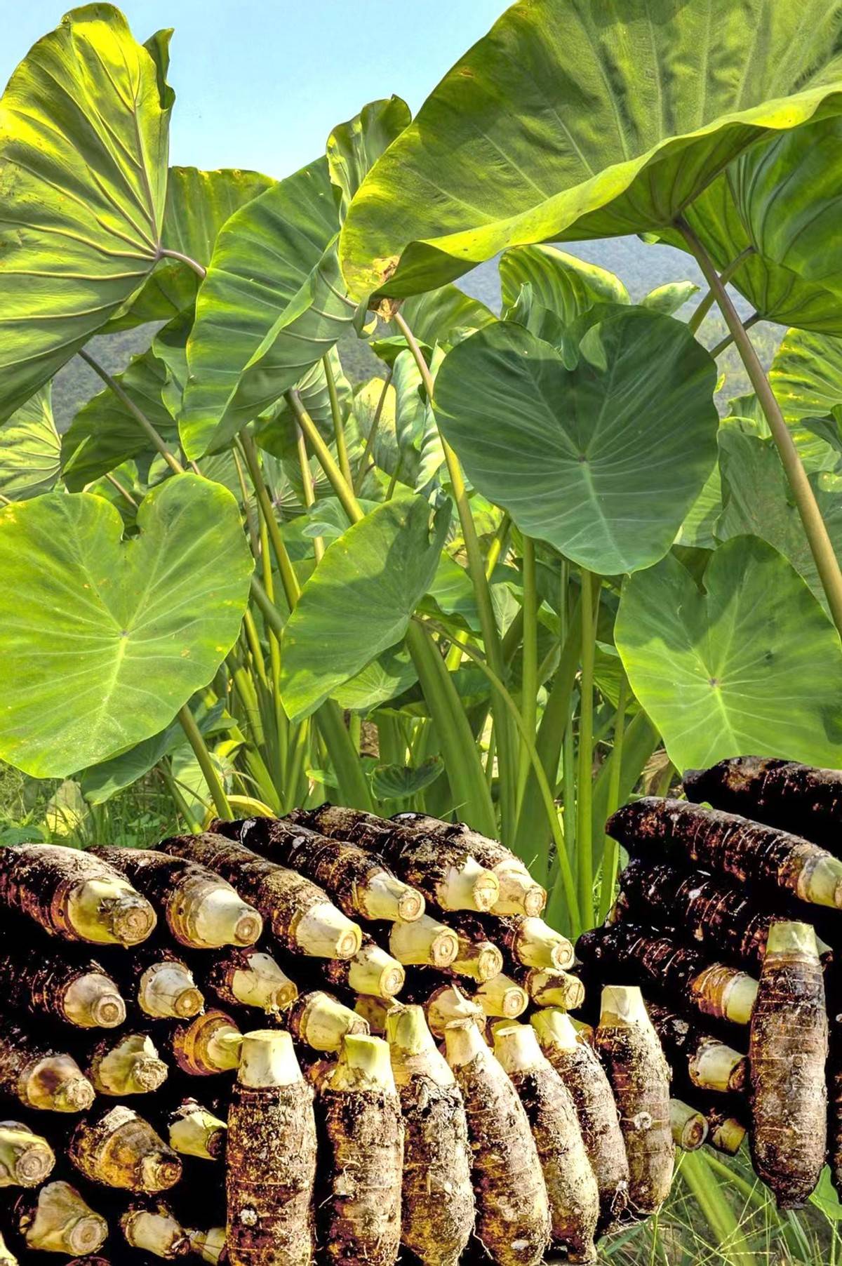 食物界的高能选手,乐昌张溪香芋让你一口难忘!_农业_种植_产品