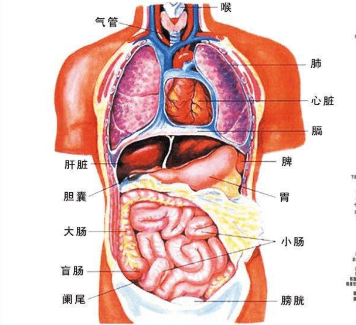 人类生理结构的不合理,明明是最高等生物,却出现了这种问题_生活_人们