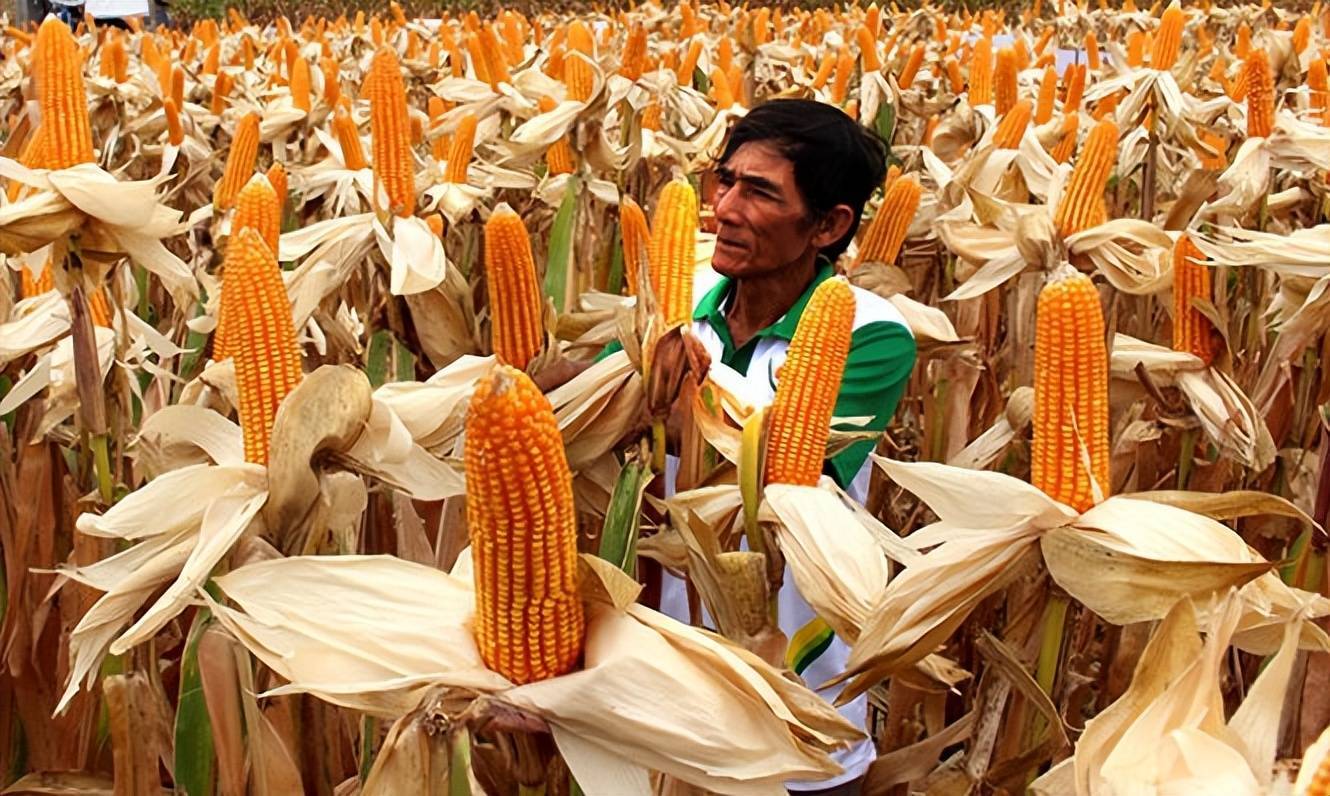 美国原来的转基因玉米,全靠技术和努力?