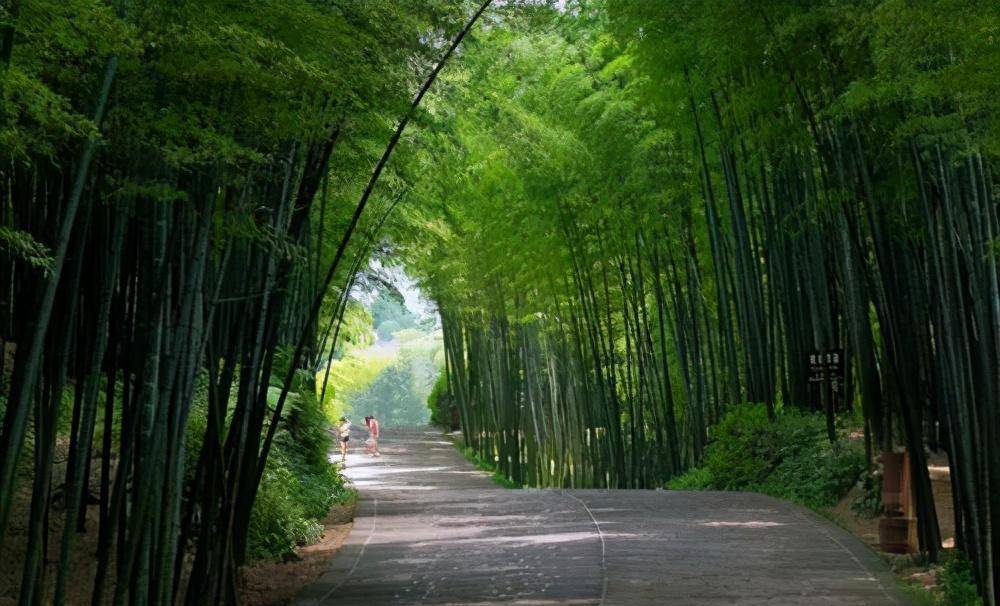 风吹竹海图片