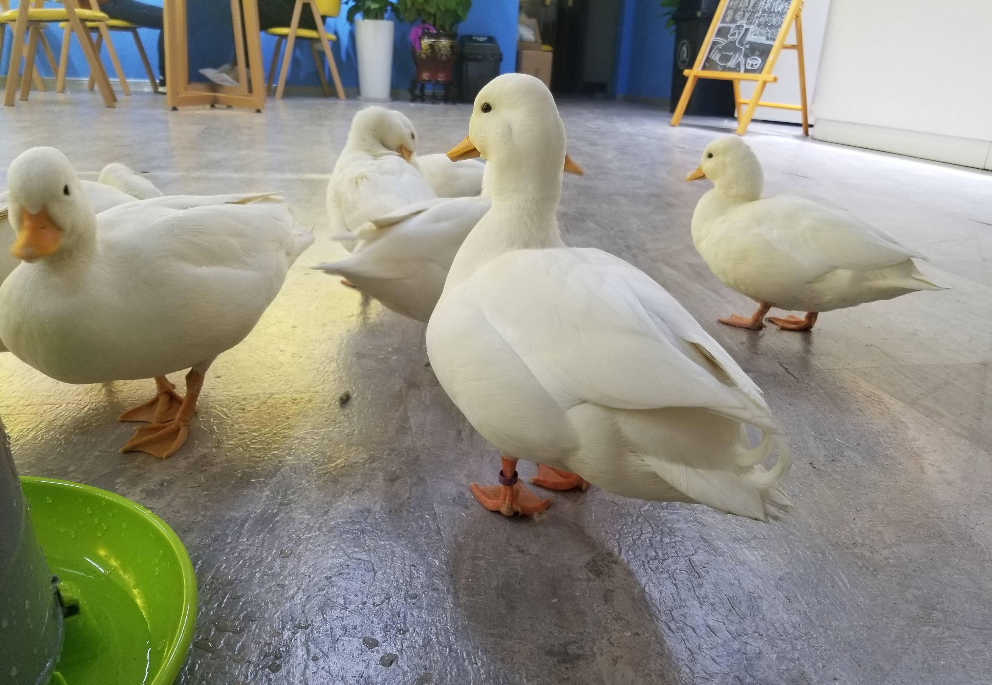 最最致命的是,柯尔鸭之所以叫小叫鸭,可不是白叫