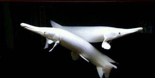 白金火箭实际上是一种白化鳄雀鳝,大个体轻松破万,甚至超过十万,价格