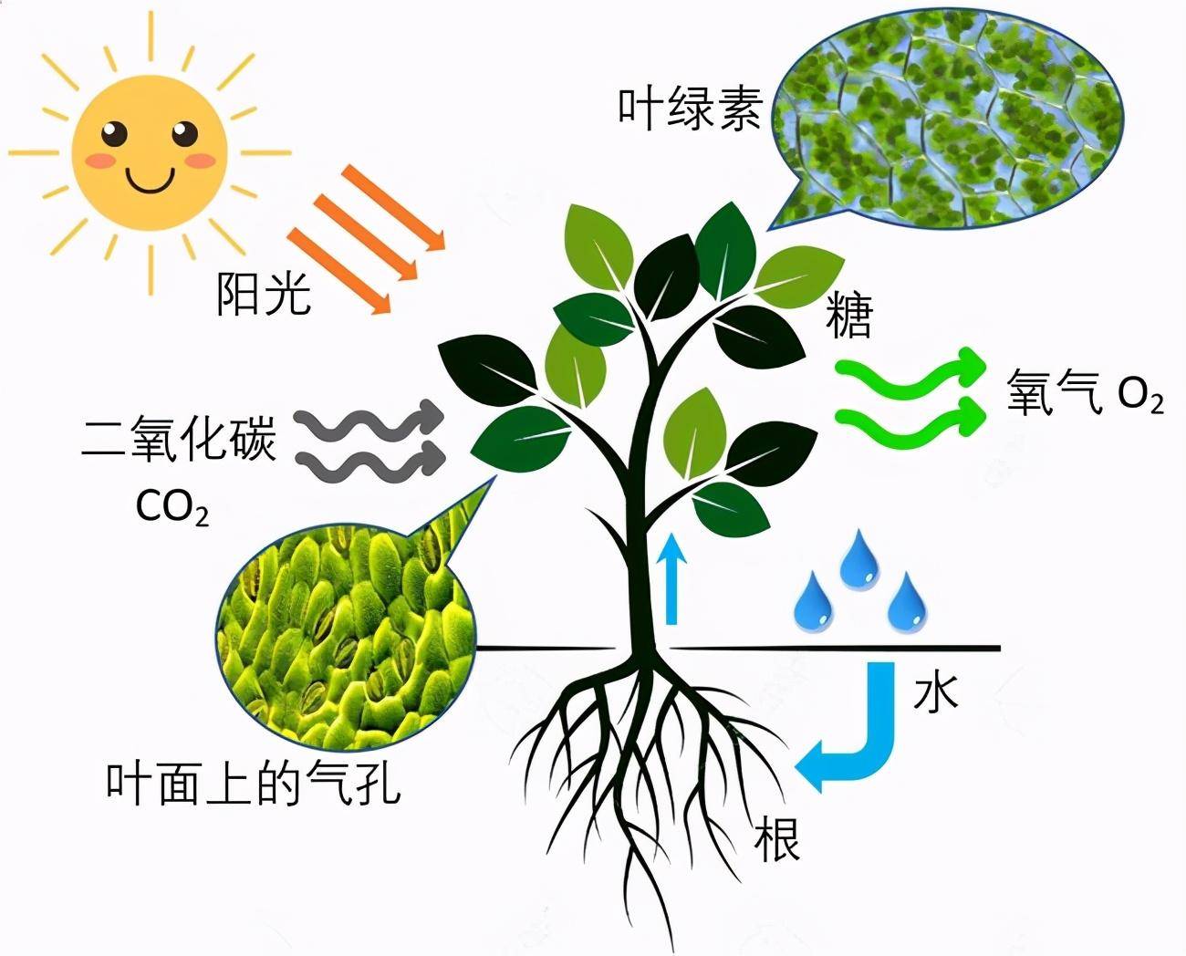 植物的呼吸作用示意图图片