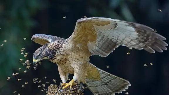 整个抢劫过程,蜜蜂军团都对蜂鹰展开了疯狂