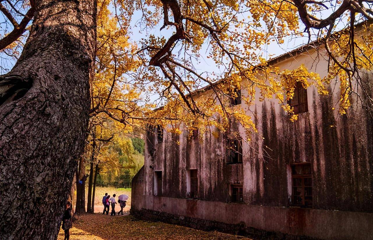 浙江省十大最美银杏村落之首的杨家村_杭州_季节_满地