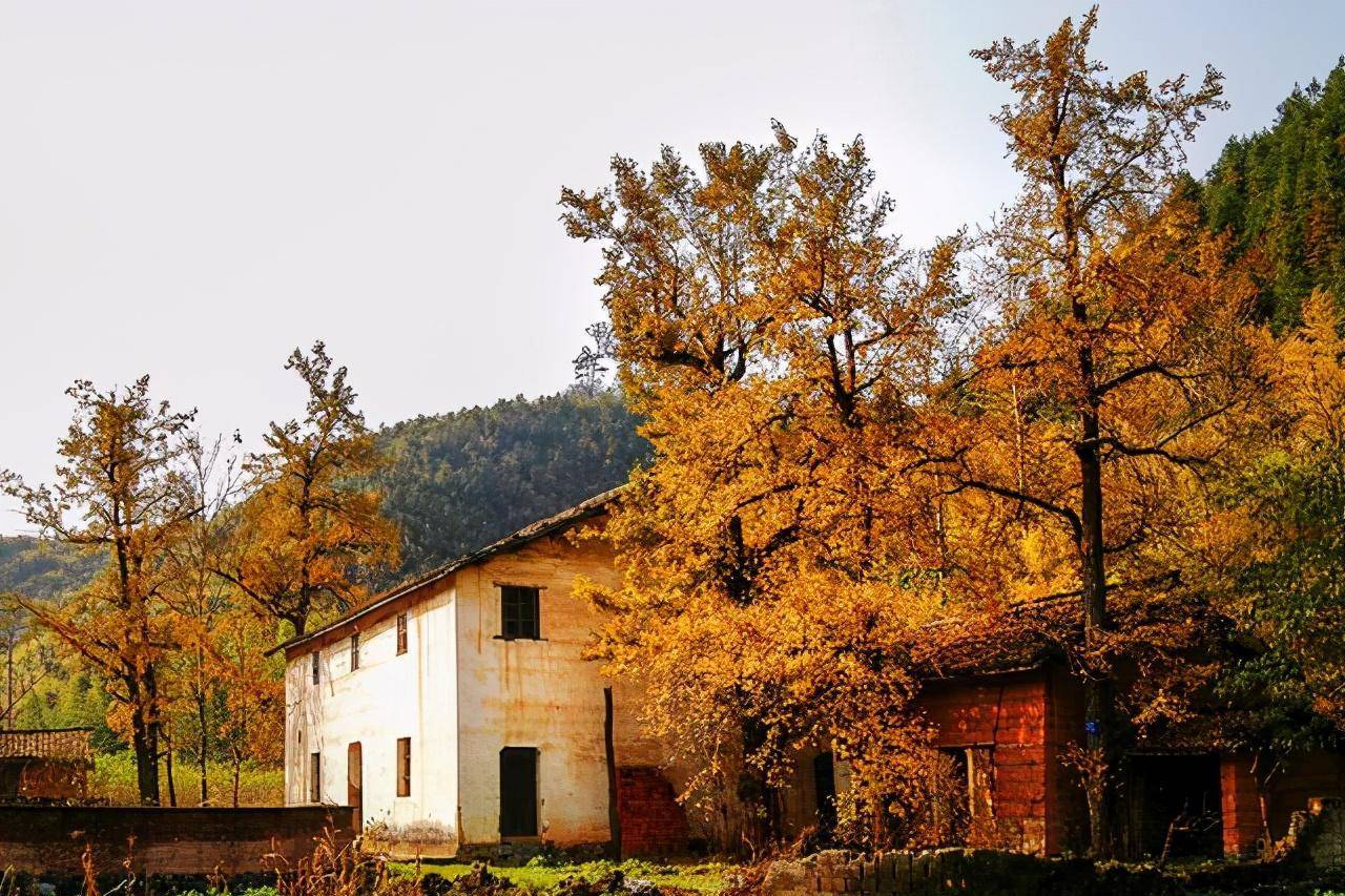 浙江省十大最美银杏村落之首的杨家村_杭州_季节_满地