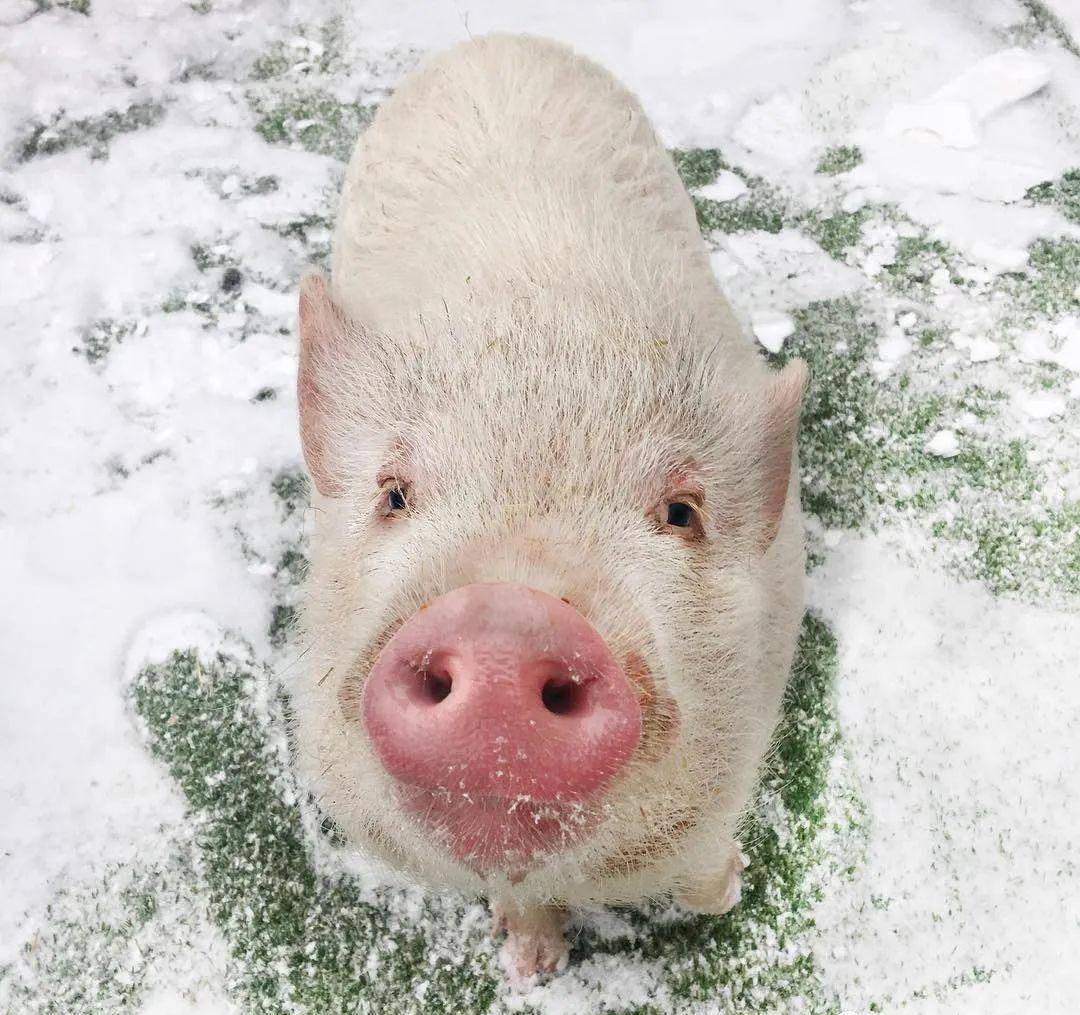 雪地画猪头图片