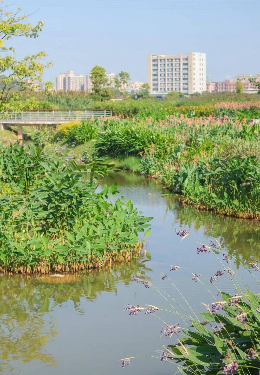 深圳新开放的环河碧道,也太美了_公园_湿地_亲水