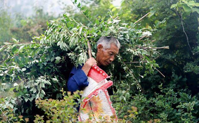 6旬农村老人大山深处采药材,一天赚五六十块钱,说要救天使孙女_赵双贵