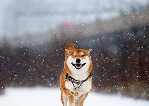 住在俄罗斯的柴狗有狼的气质,他确实是战斗的狗_柴犬_主人_哈士奇