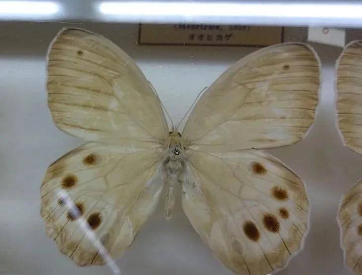 ninguta schrenckii宁眼蝶翅膀呈暗褐色,前翅布满不显著的淡黄褐色
