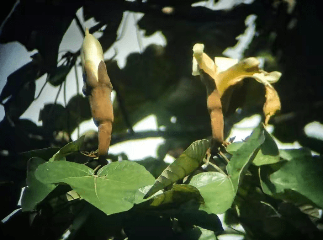 轻木,一年窜7米,世界上最轻的树,中国为何坚持引进种植?