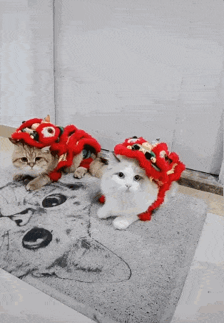 穿舞狮服的猫咪像极门神,网友直接笑出声:怕是会被偷的毛都不剩_主子