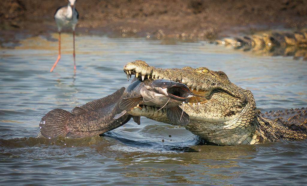 尼罗鳄vs湾鳄,谁才是真正的鳄鱼之王?