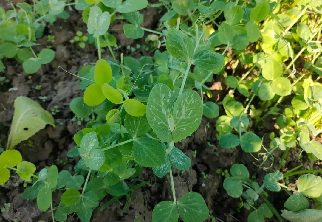 七塊錢一斤的豌豆尖兒,是射洪人把持不住的熱情_菜市場_妹兒_靈魂